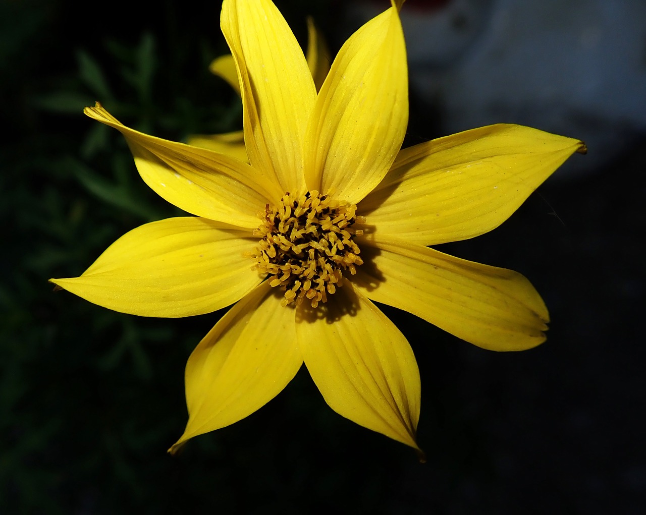 daisy  flower  yellow free photo