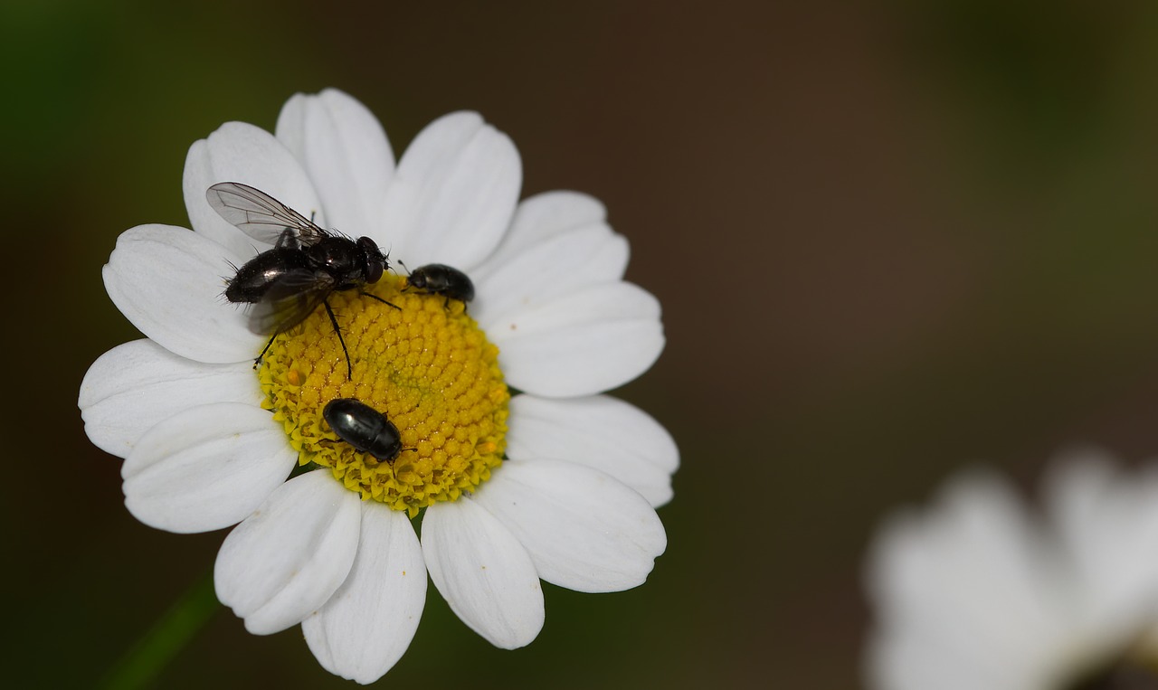 daisy  fly  yellow free photo