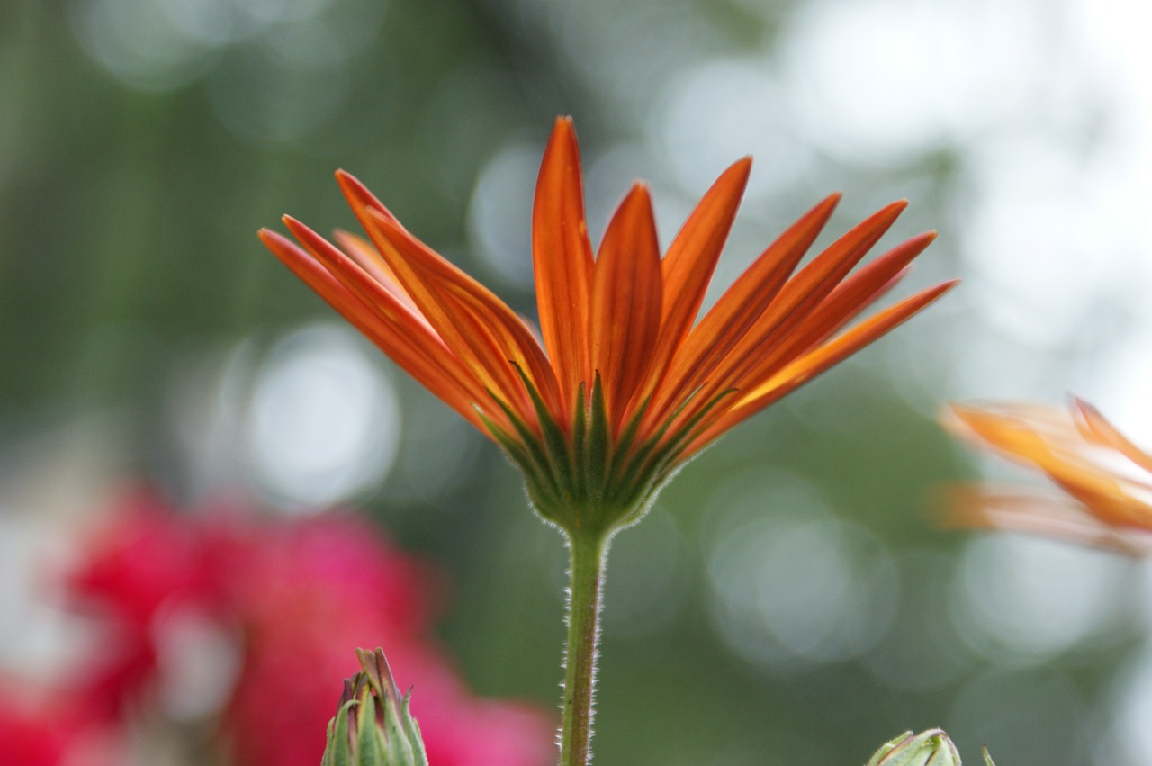 daisy african daisy flower free photo