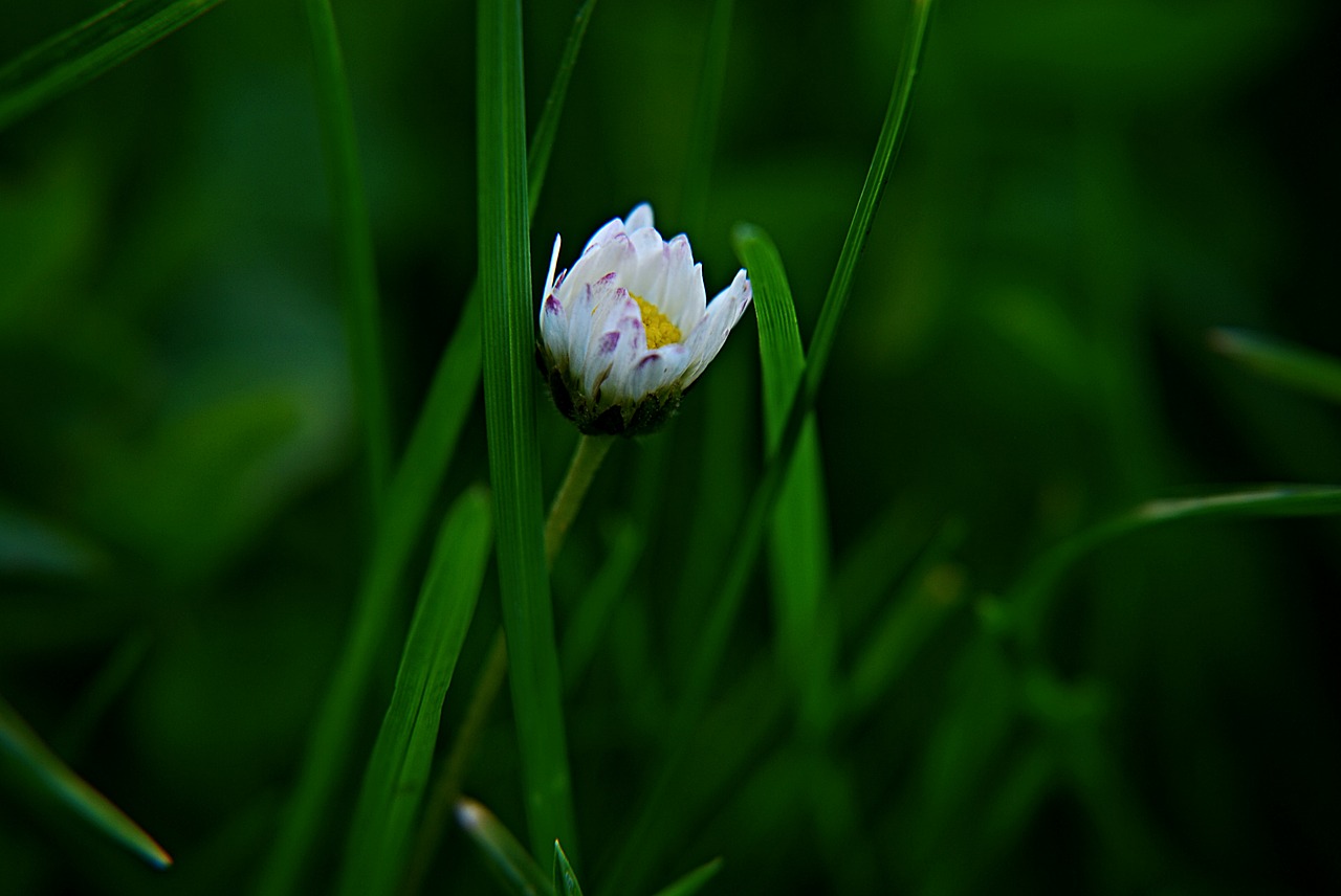 daisy flower macro free photo