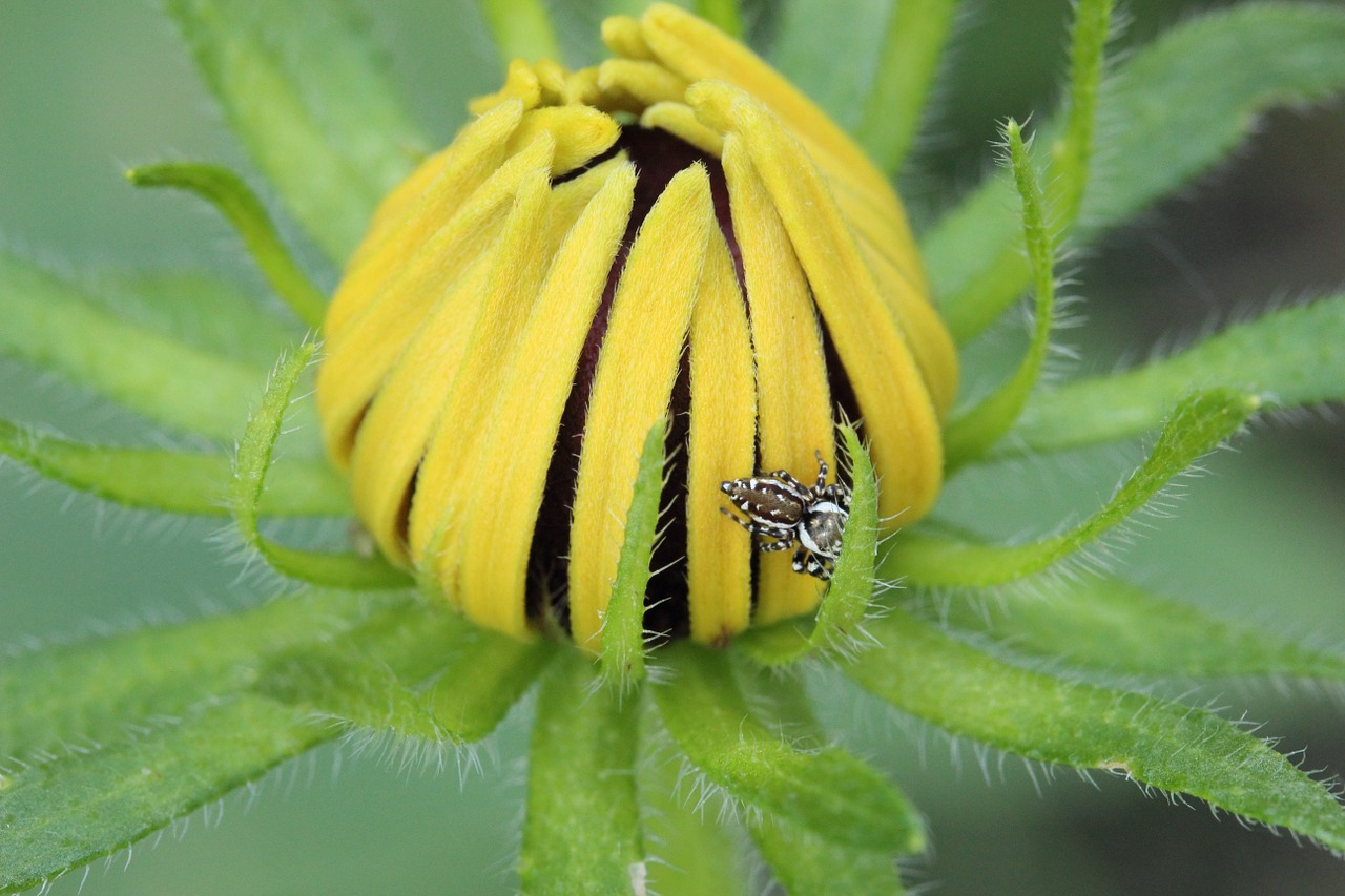 daisy flower plant free photo