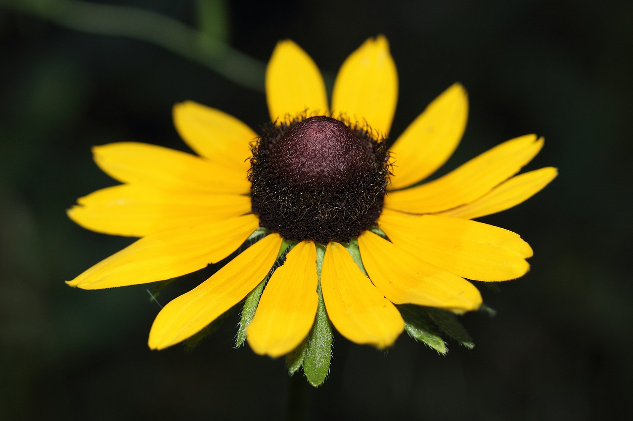 daisy flower plant free photo