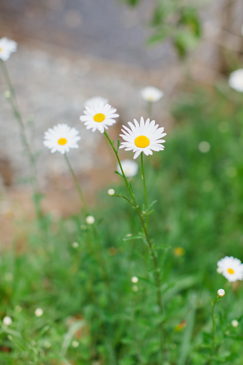 daisy  wildflowers  flora free photo