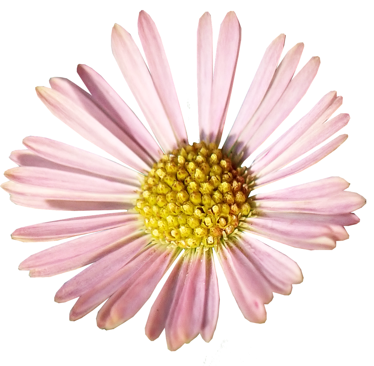 daisy  pink  flower free photo