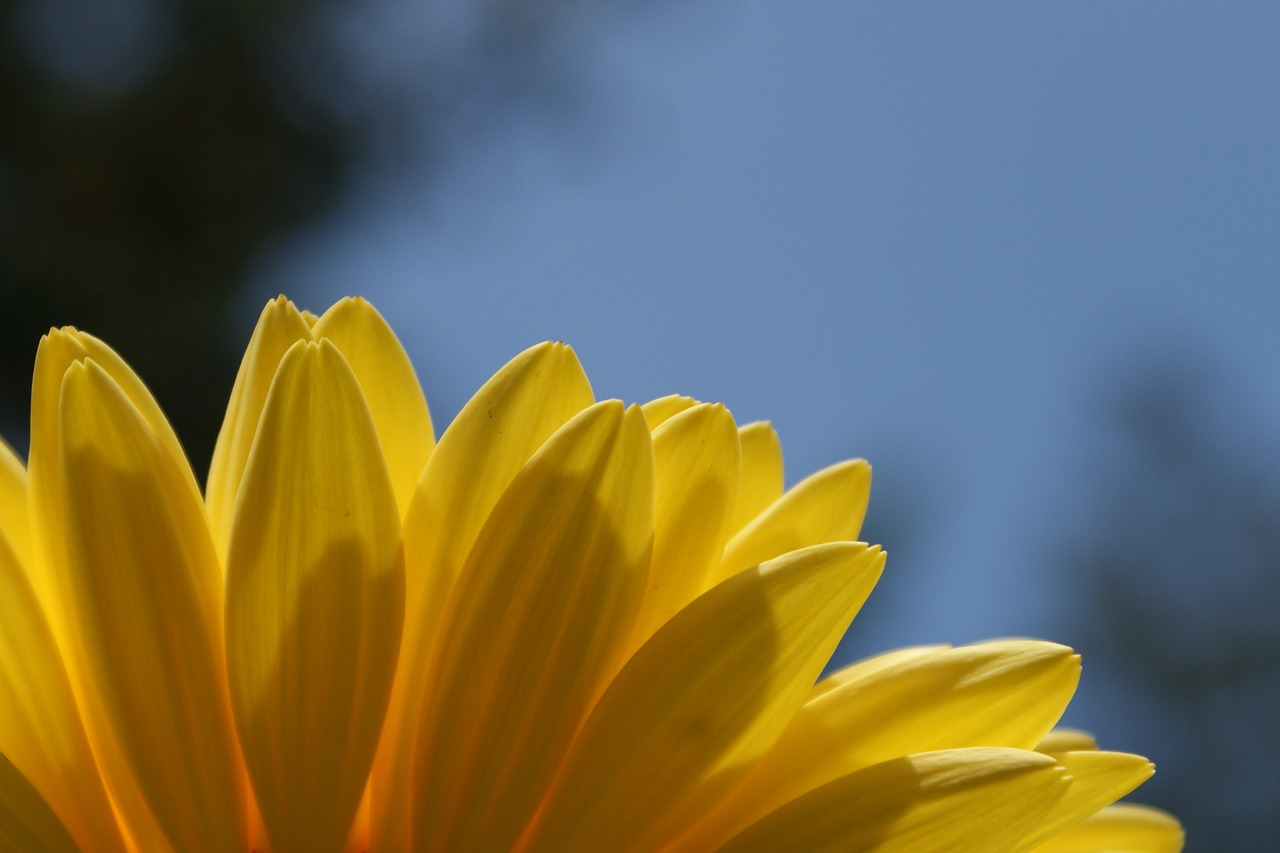 daisy gerbera daisies free photo