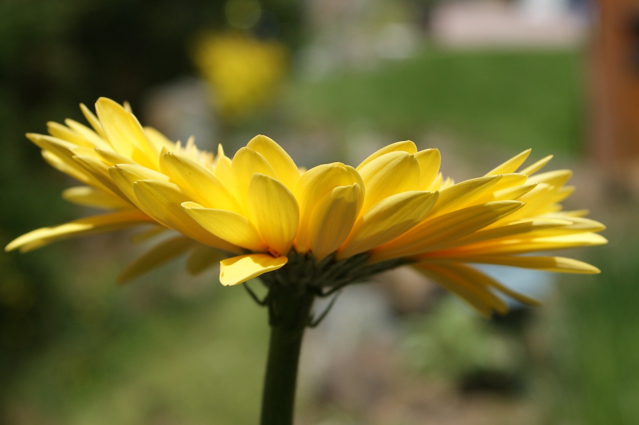 daisy gerbera daisies free photo