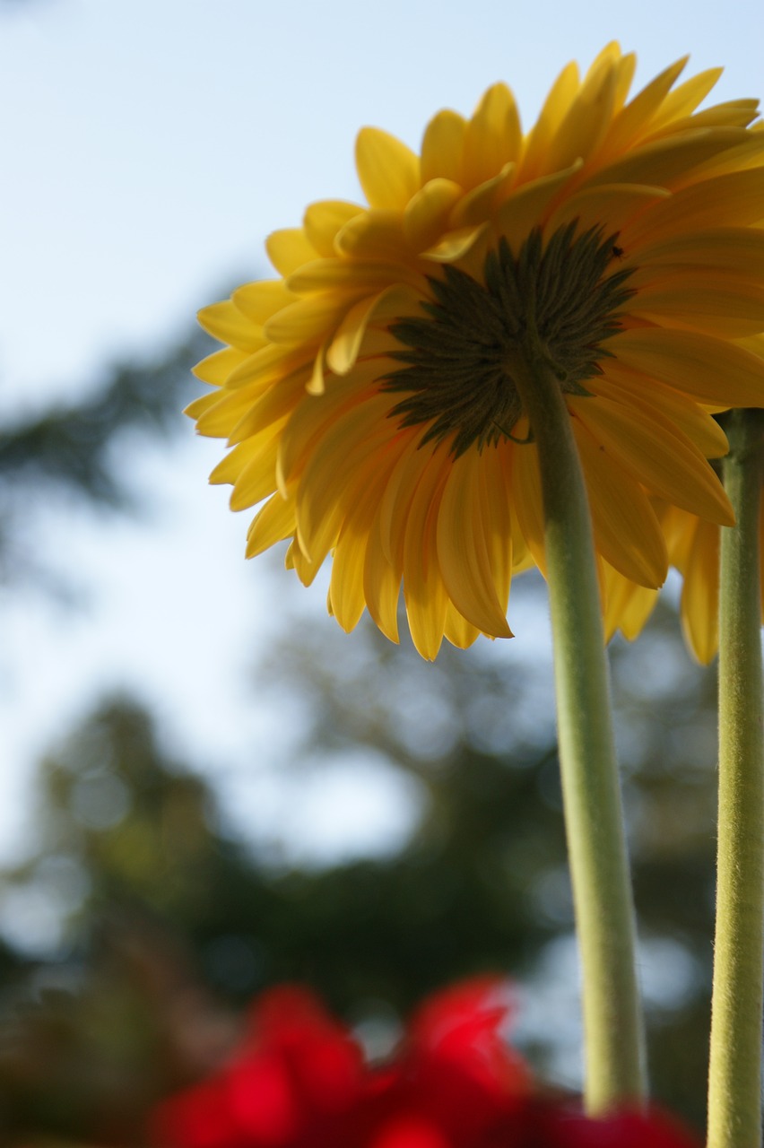 daisy gerbera daisies free photo