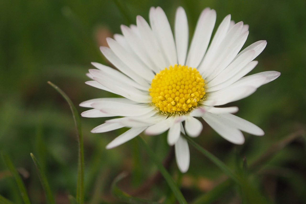 daisy  flower  nature free photo