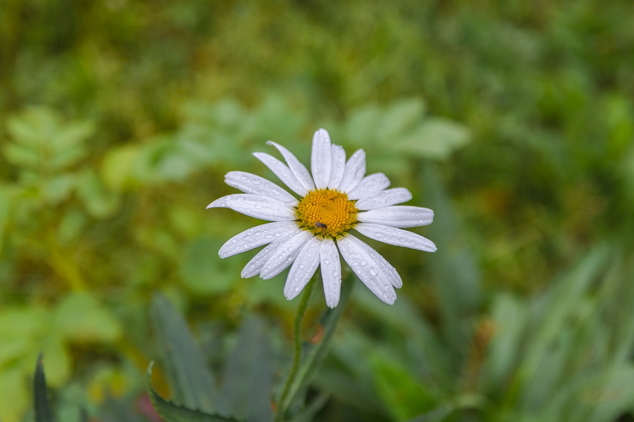 daisy  flowers  summer free photo