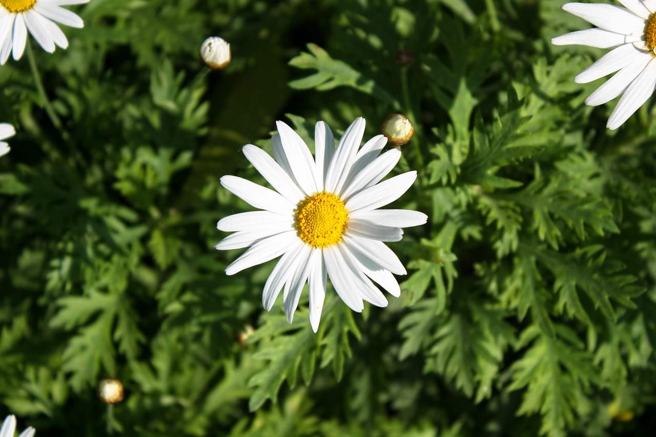 daisy flower spring free photo