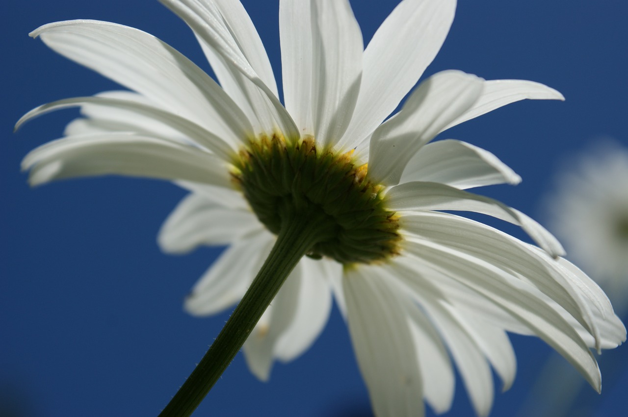 daisy white flower free photo