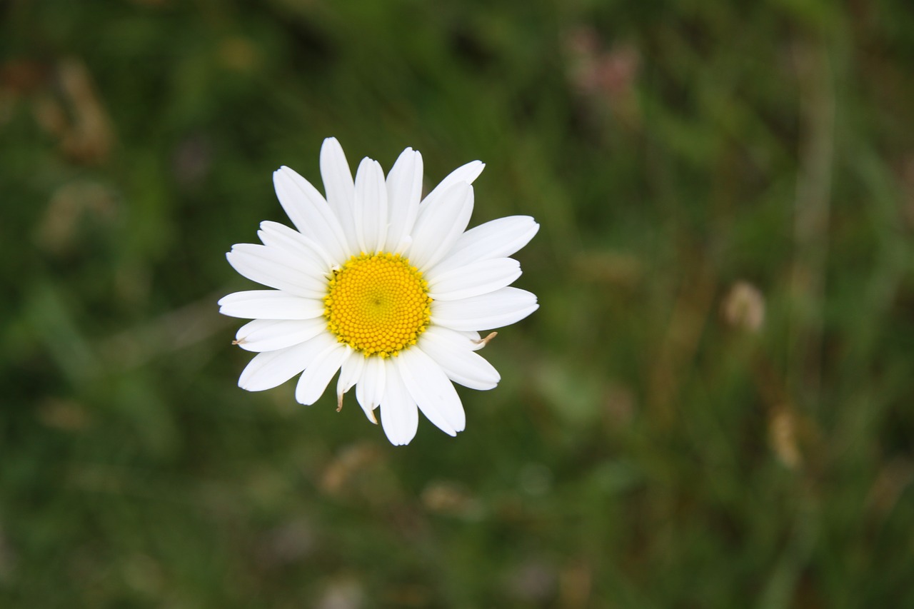 daisy  flower  spring free photo