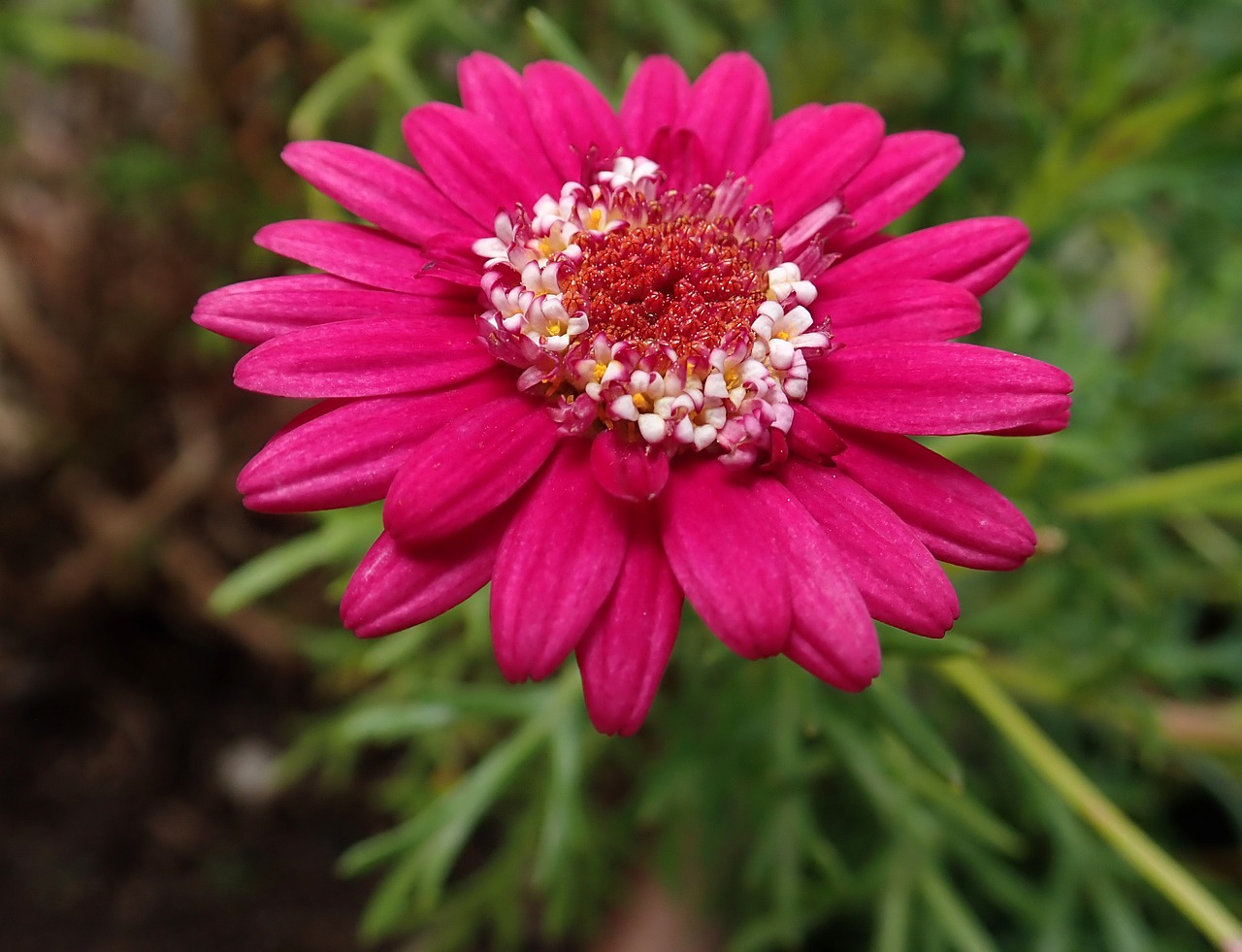 daisy  flower  garden free photo