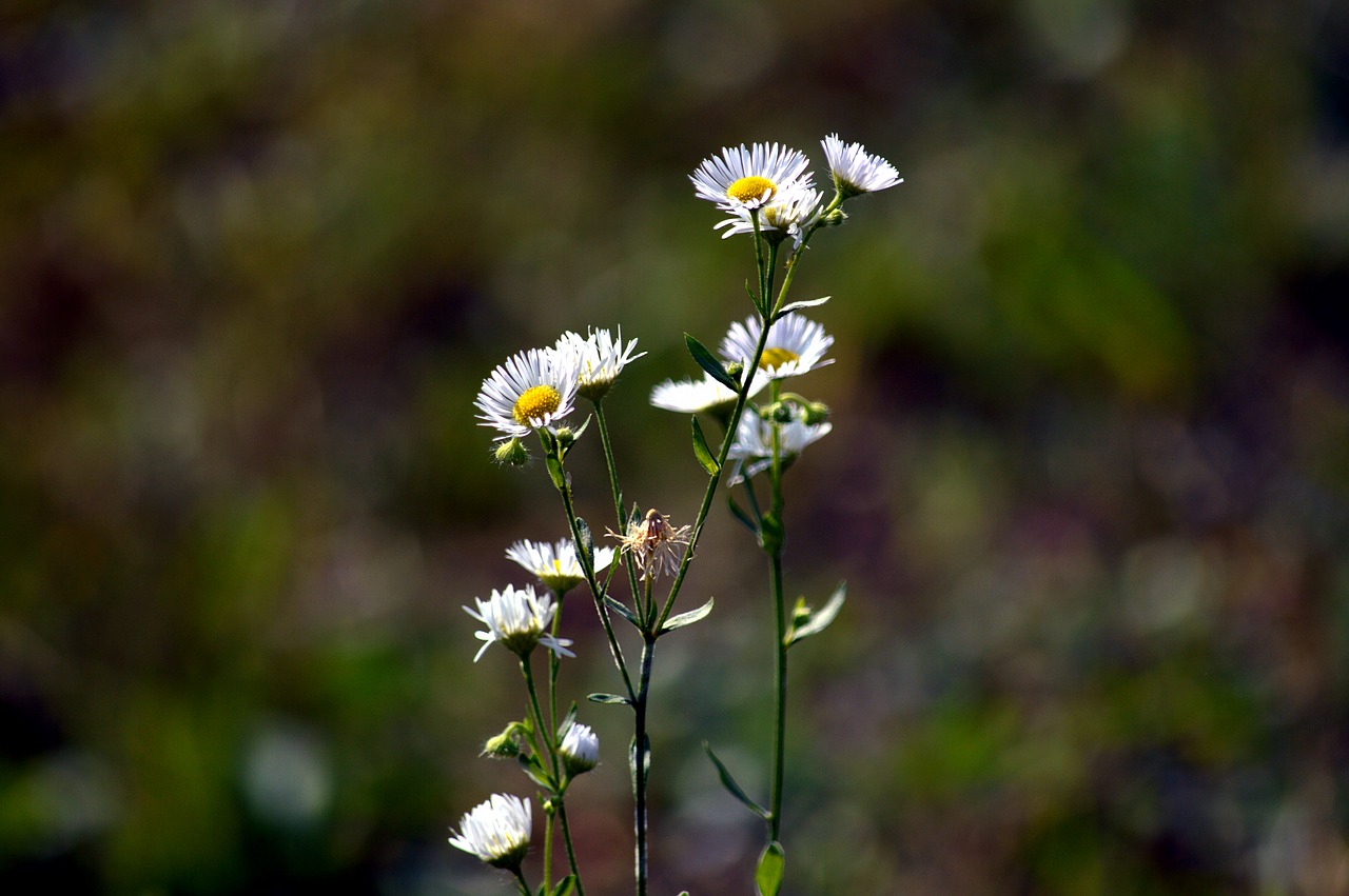 daisy  plant  nature free photo