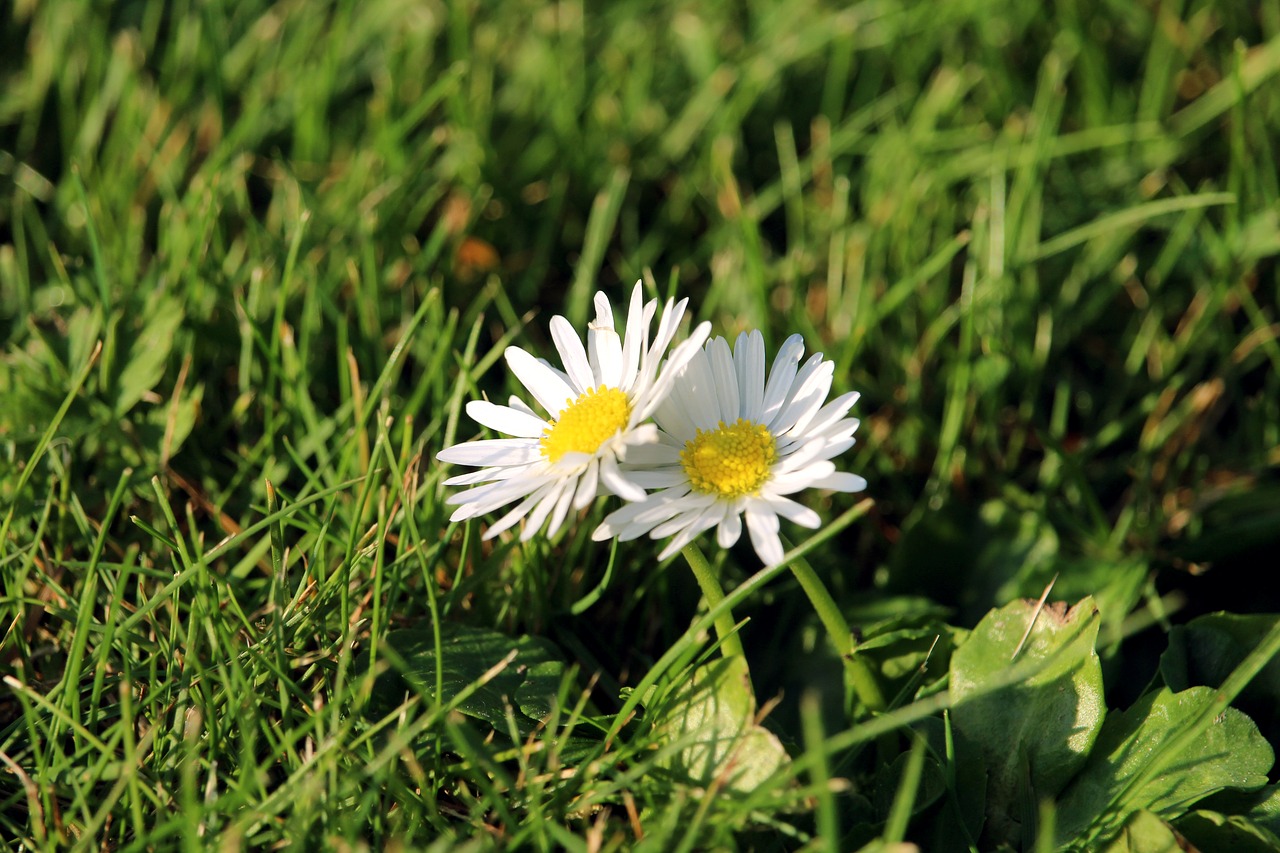 daisy  flower  nature free photo