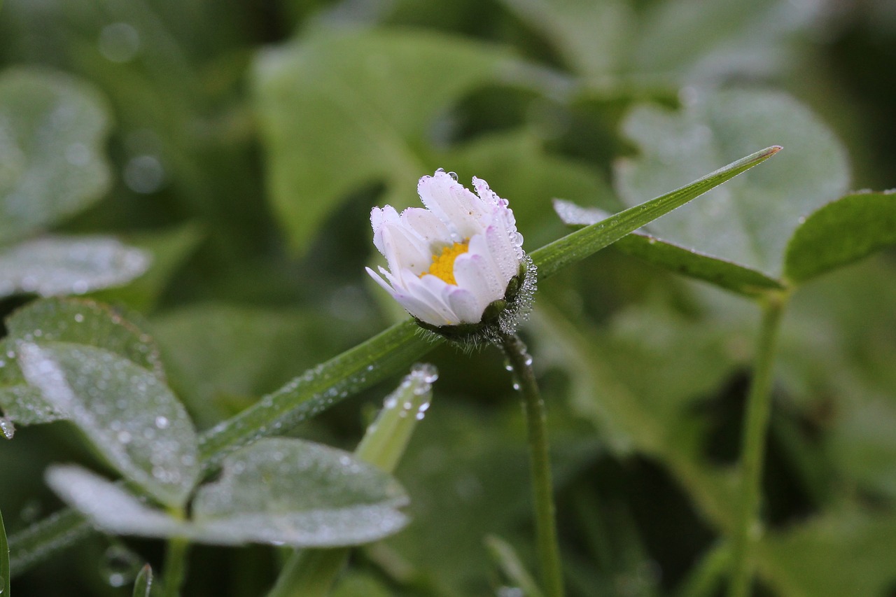 daisy  dewdrop  macro free photo