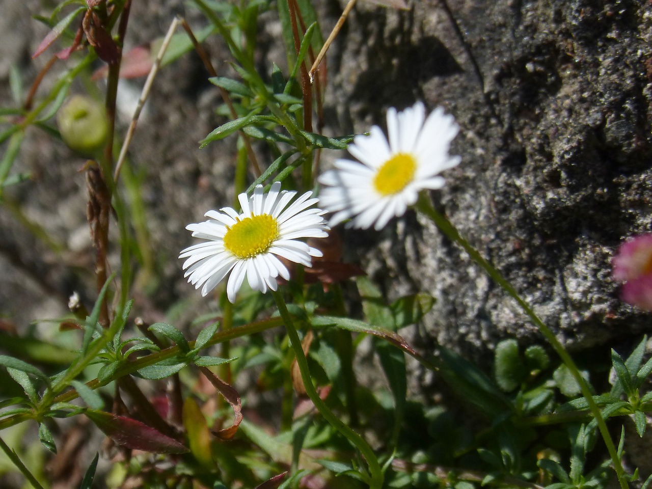 daisy  flower  flowers free photo