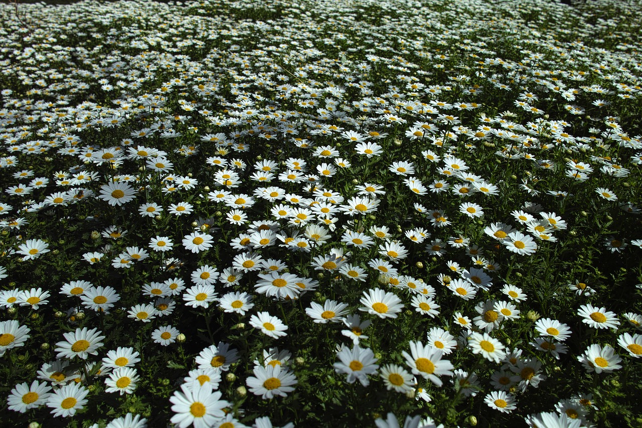 daisy  flower  field free photo