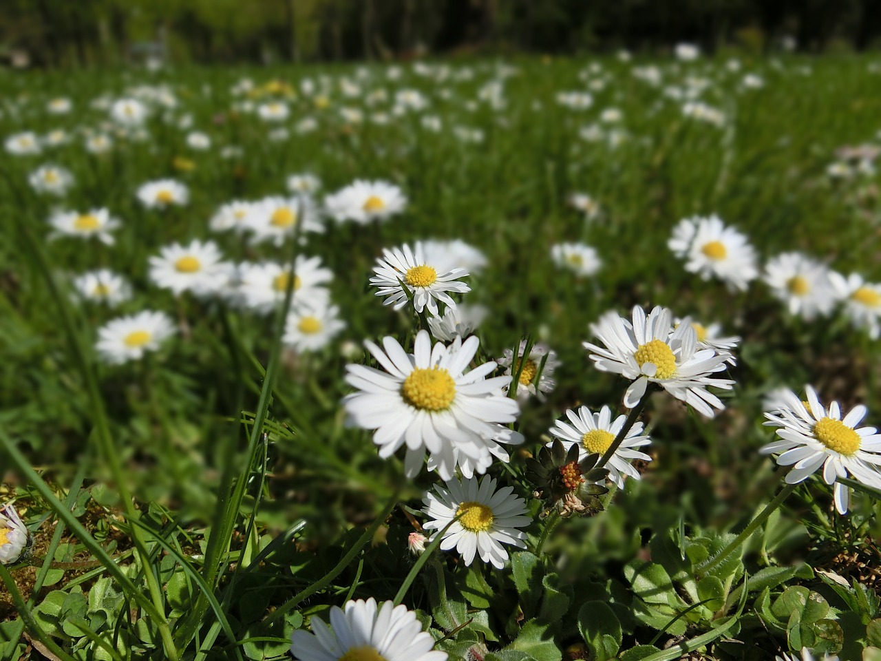 daisy flowers meadow free photo