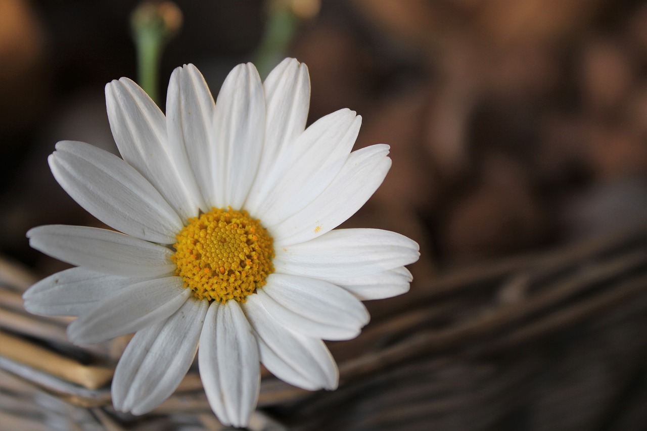 daisy  flower  blossom free photo