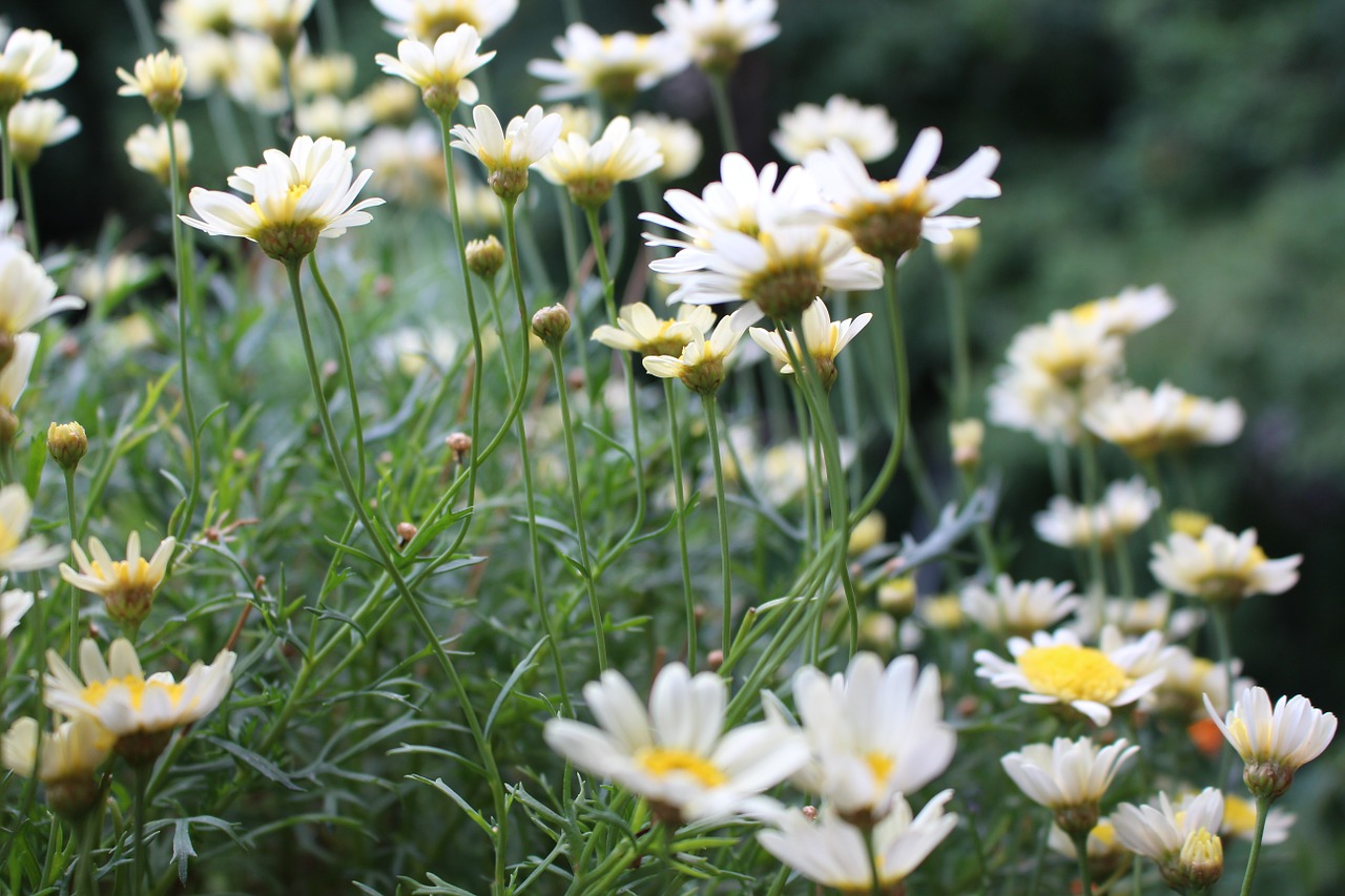 daisy flowers sea of flowers free photo