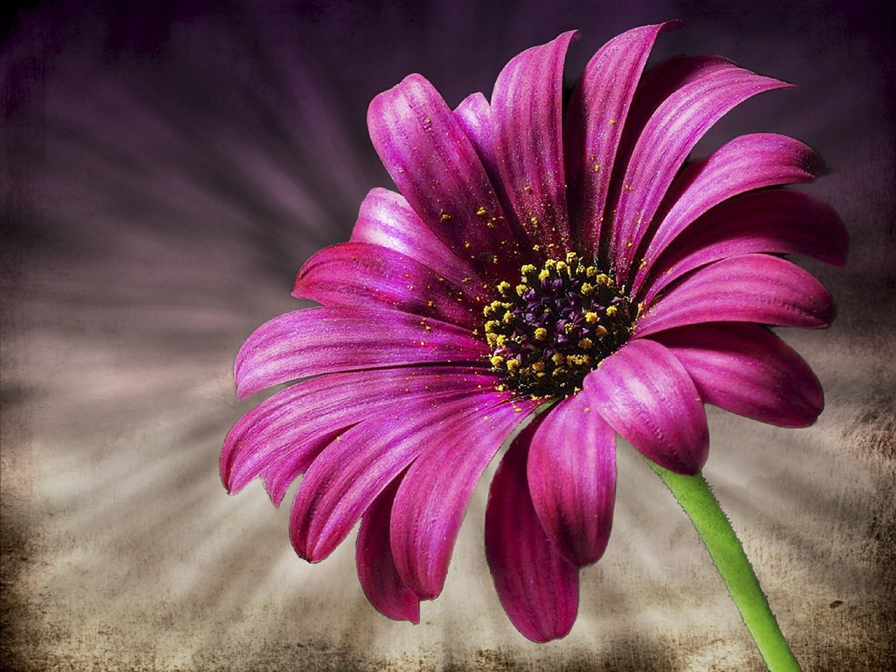 daisy pink flower free photo