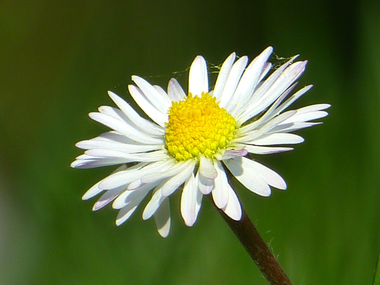 daisy flower blossom free photo