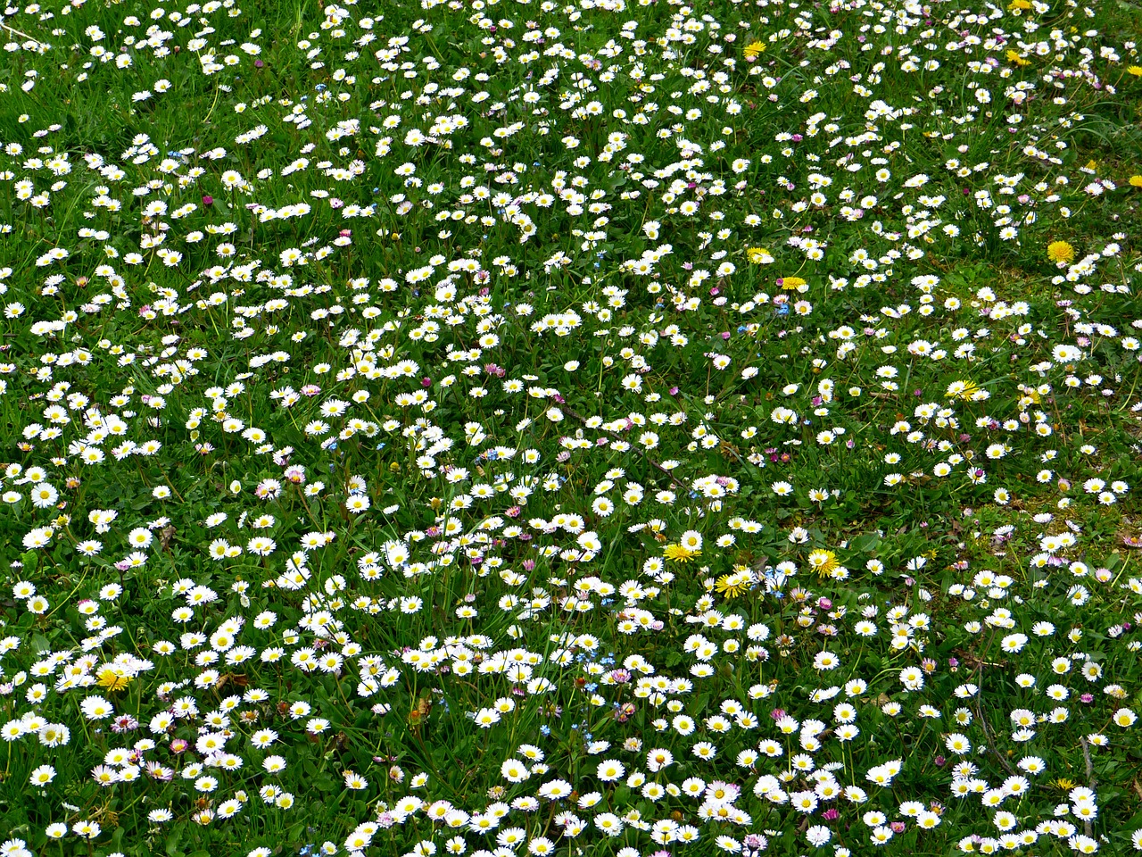 daisy meadow daisy meadow free photo
