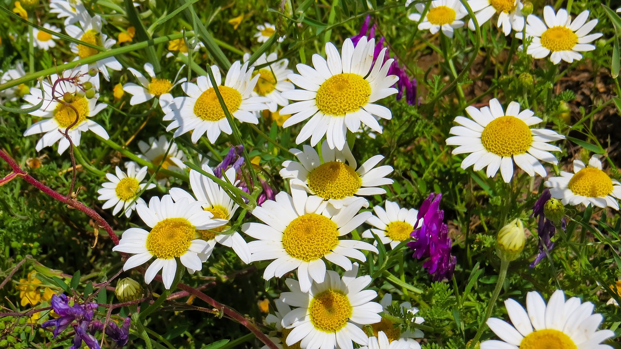 daisy  nature  flowers free photo