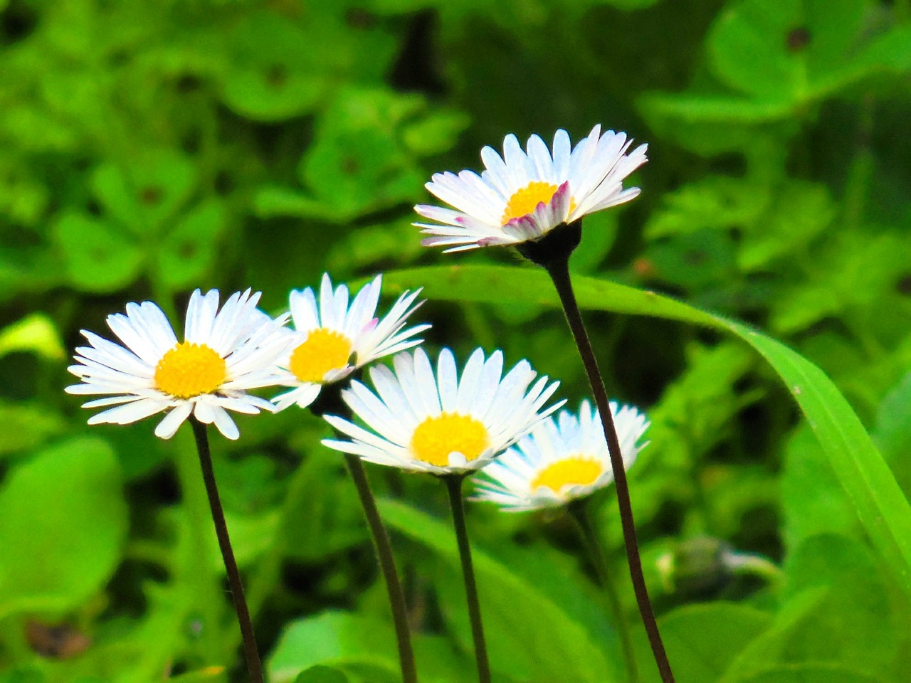 daisy flower beautiful free photo