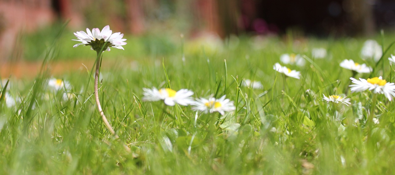 daisy  grass  garden free photo