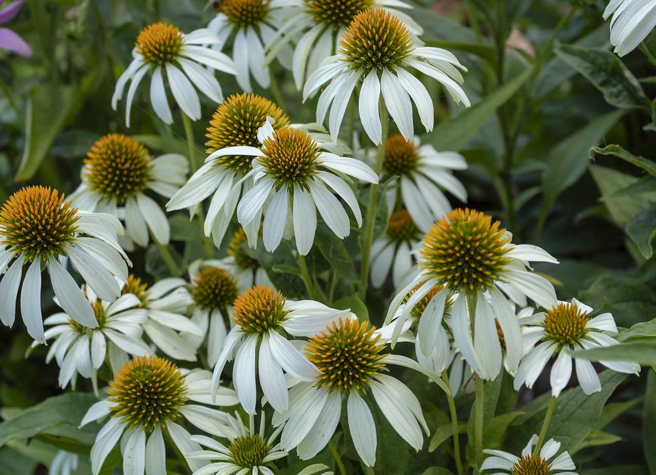 daisy  flower  daisies free photo