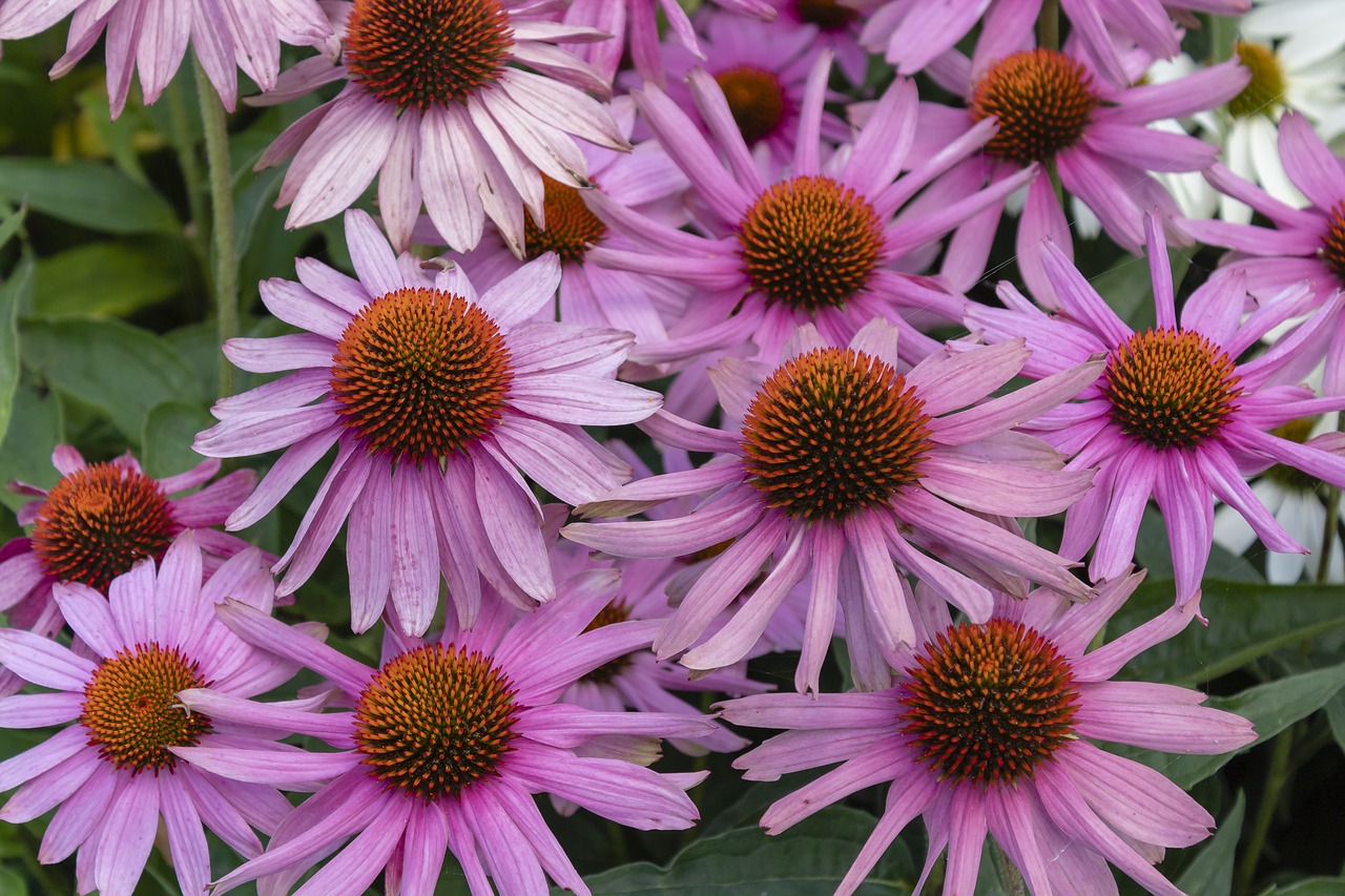 daisy  flower  flowers free photo