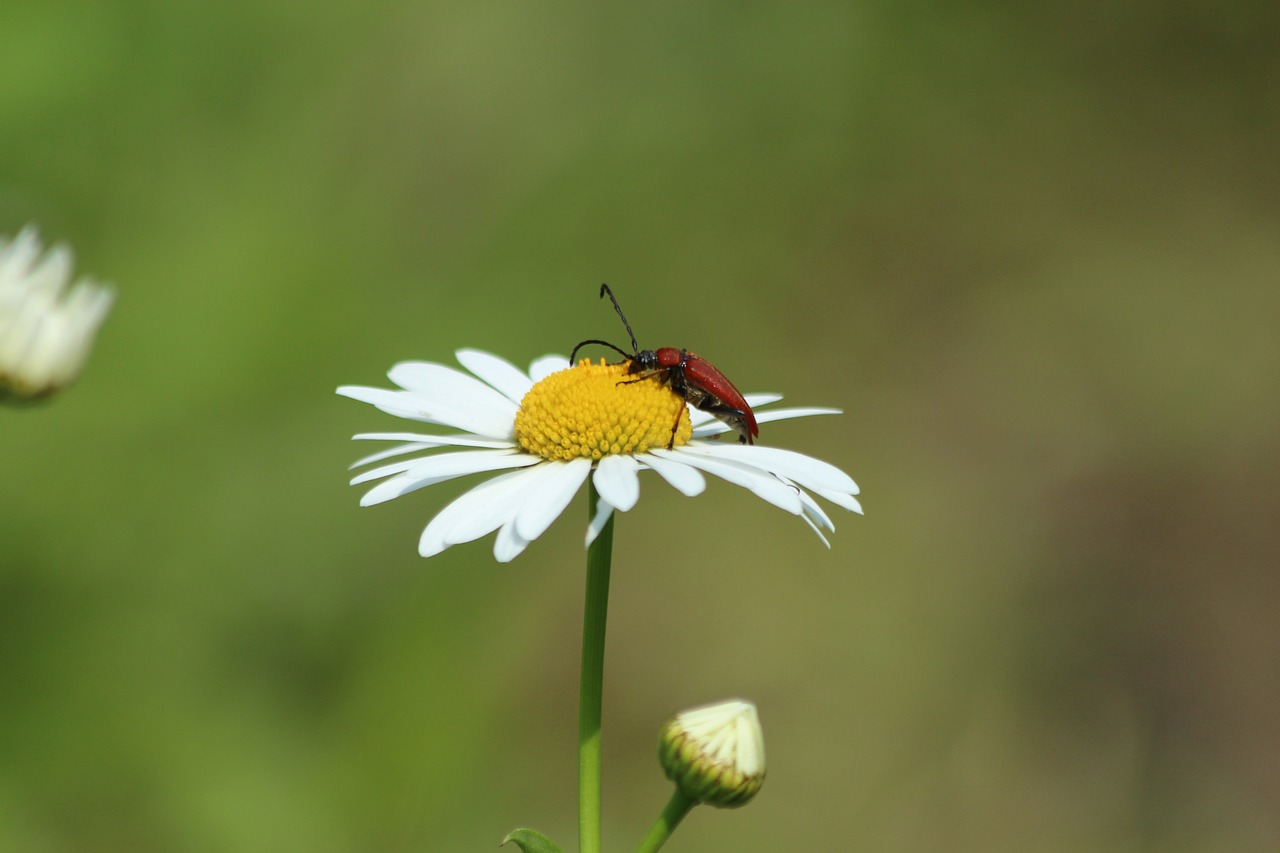 daisy  beetle  insect free photo