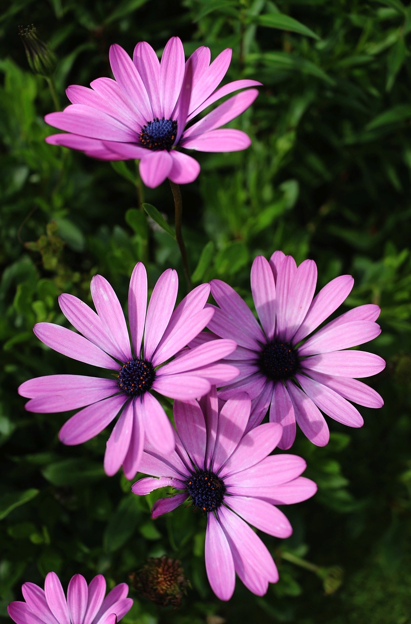 daisy  flower  spring free photo