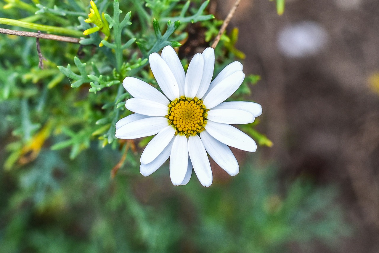 daisy  flower  nature free photo