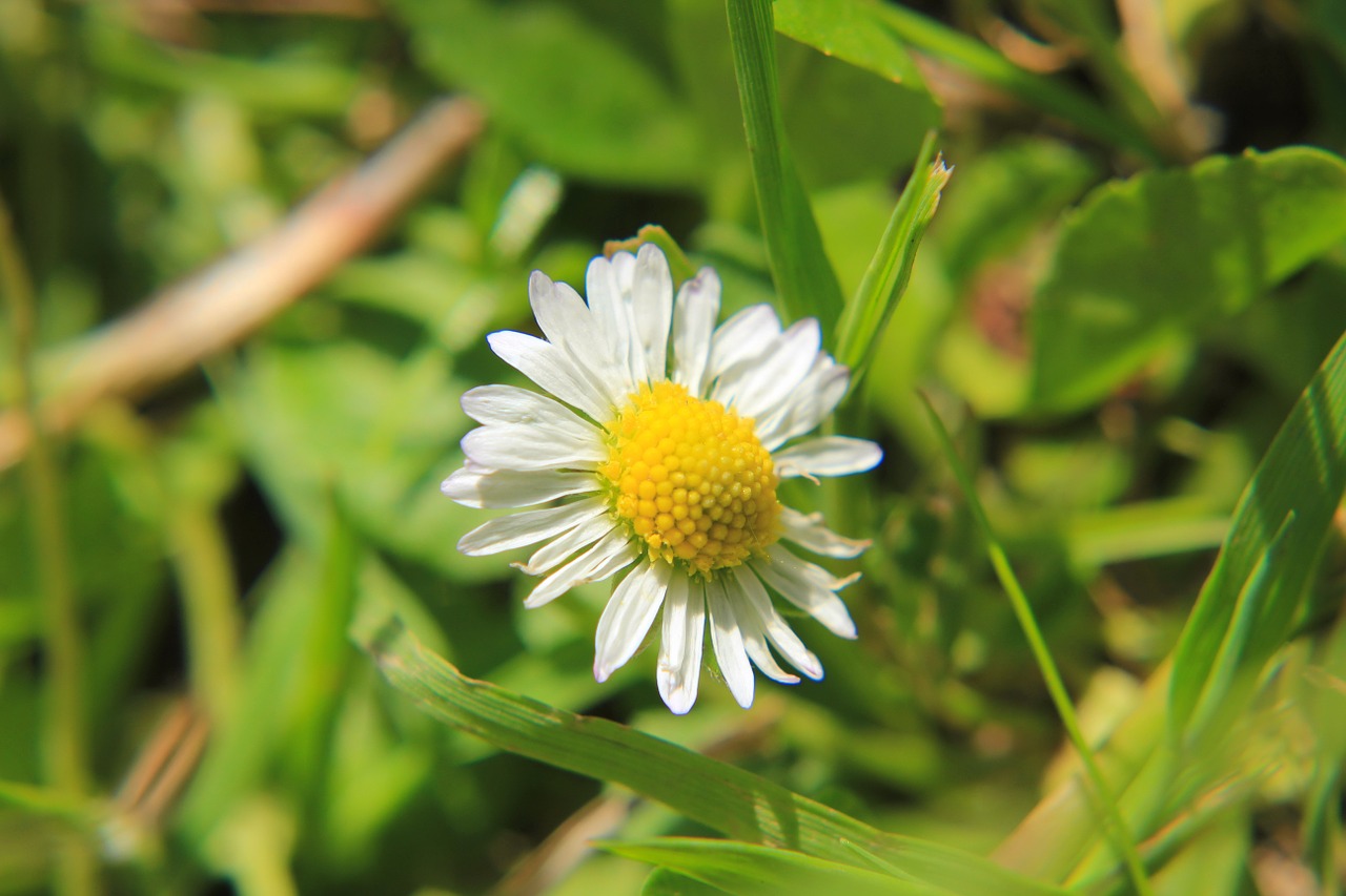 daisy meadow flower free photo