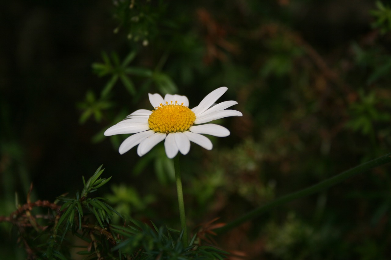 daisy  flower  grass free photo