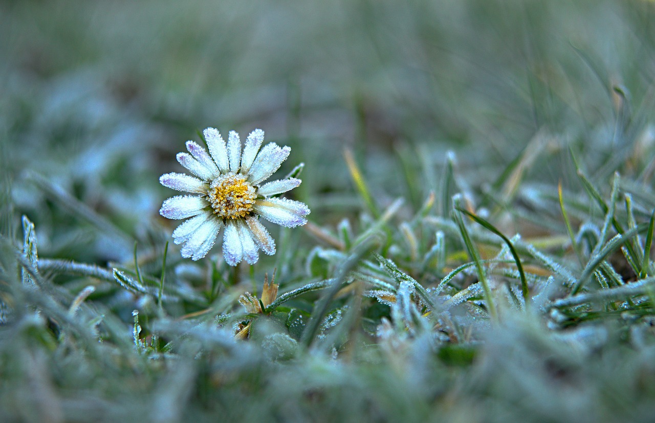 daisy  snow  winter free photo