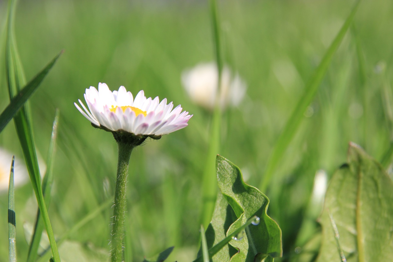 daisy  flower  nature free photo