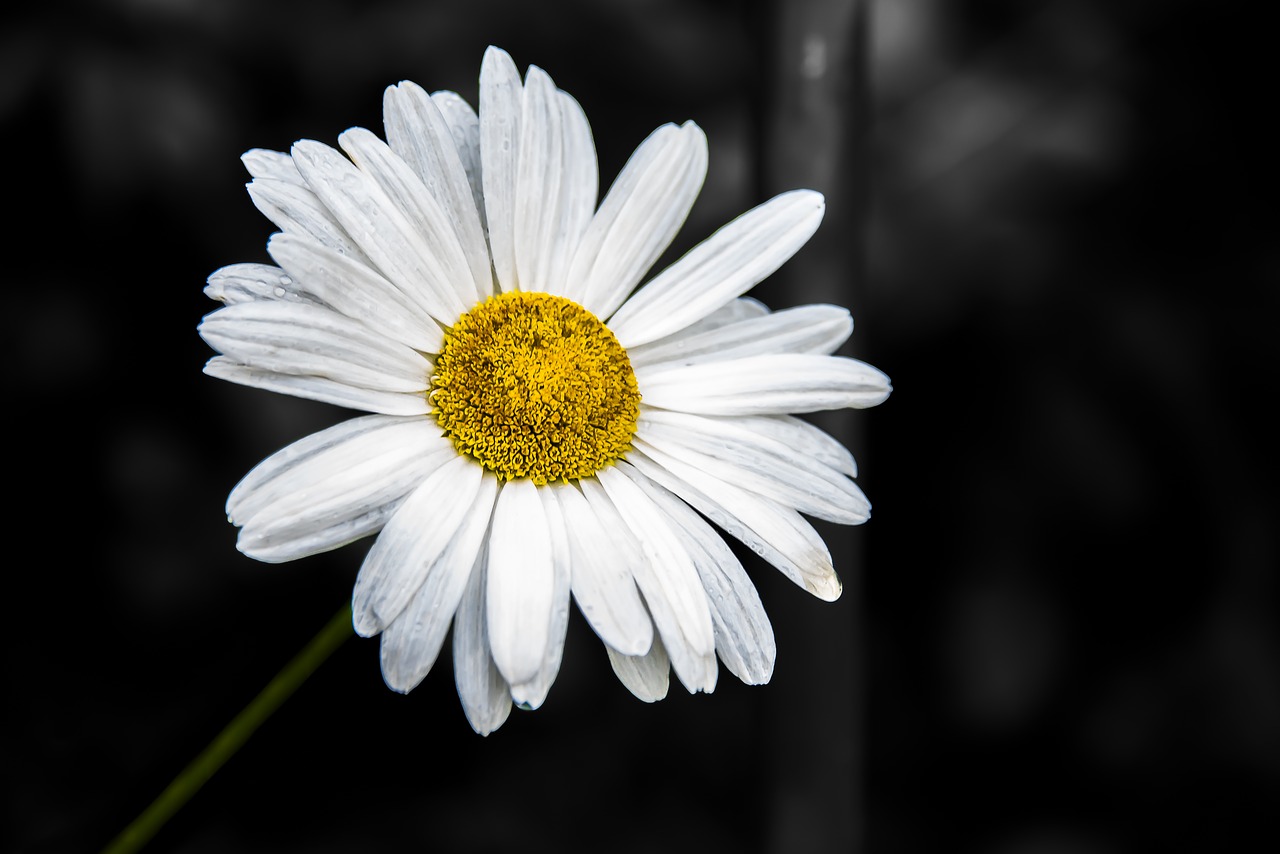 daisy  marguerite  flower free photo