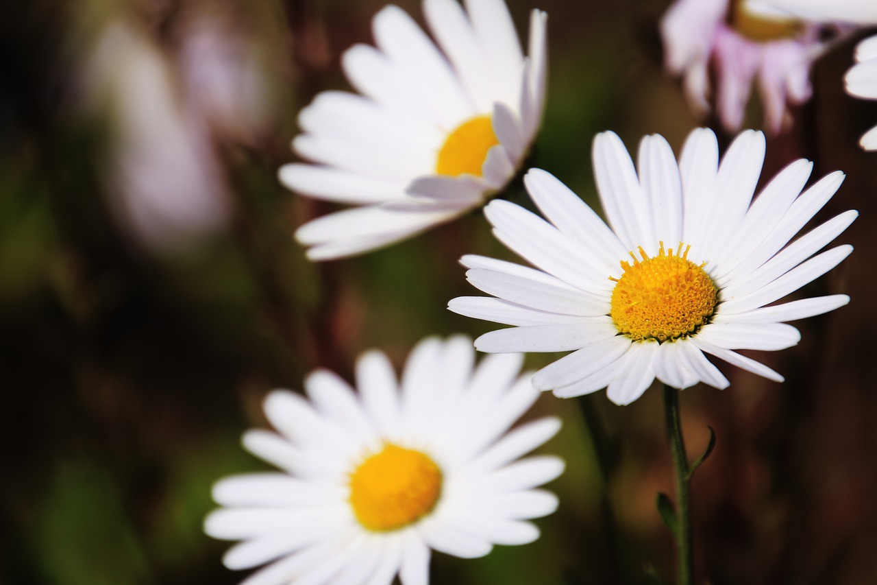 daisy  flowers  nature free photo