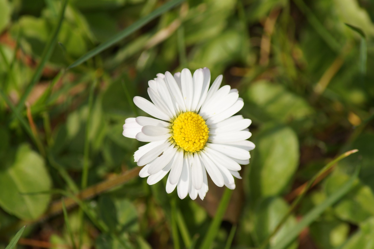 daisy  flower  spring free photo