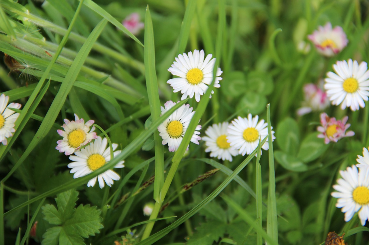 daisy nature flower free photo