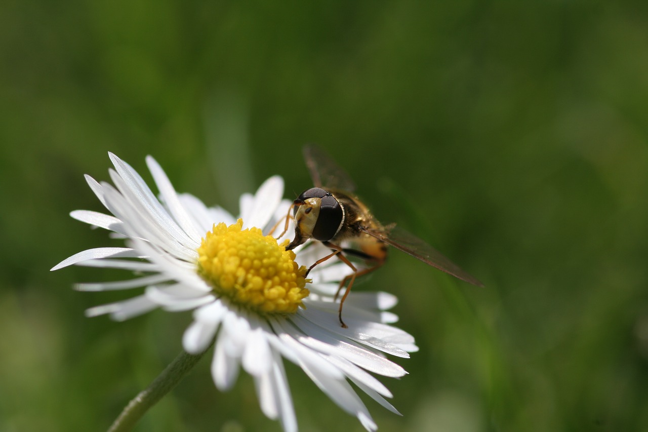 daisy  hoverfly  insect free photo