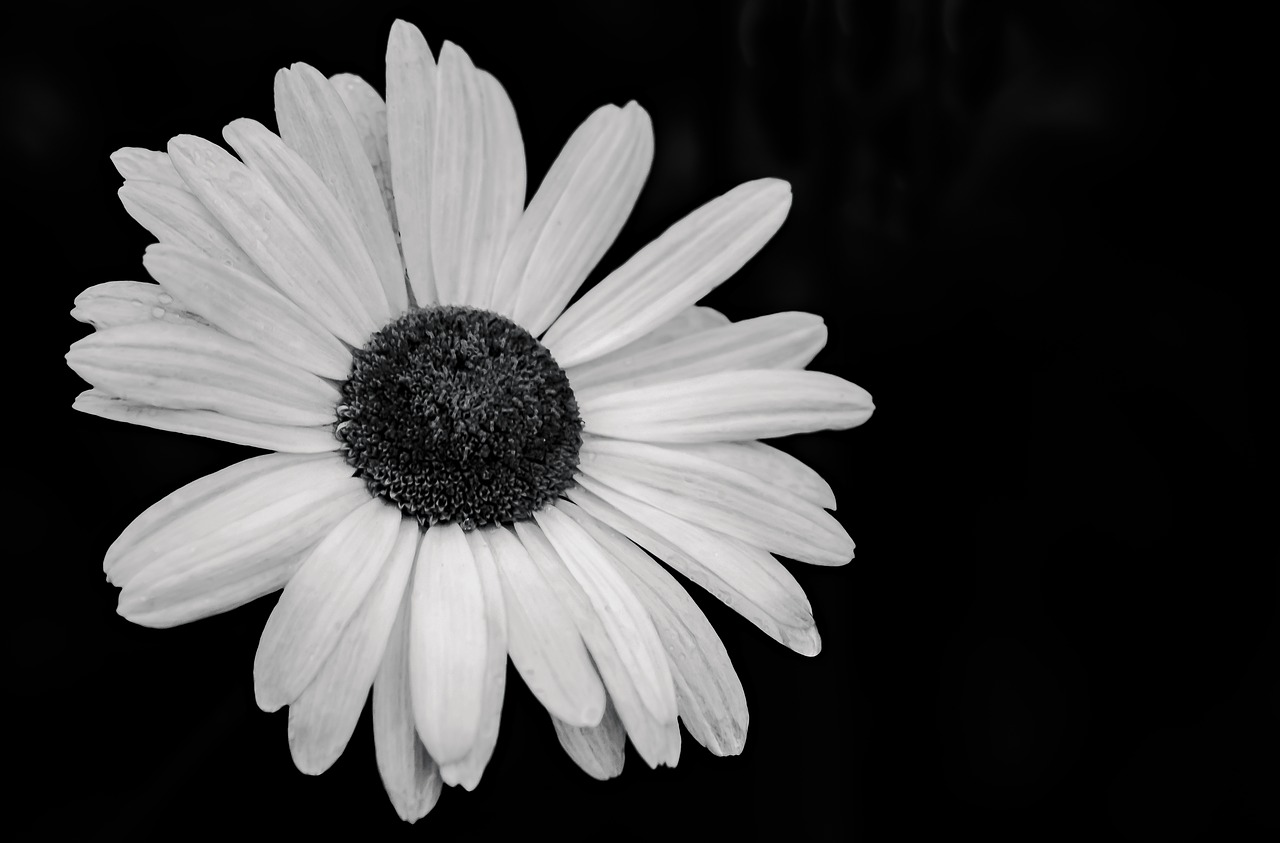 daisy  marguerite  flowers free photo