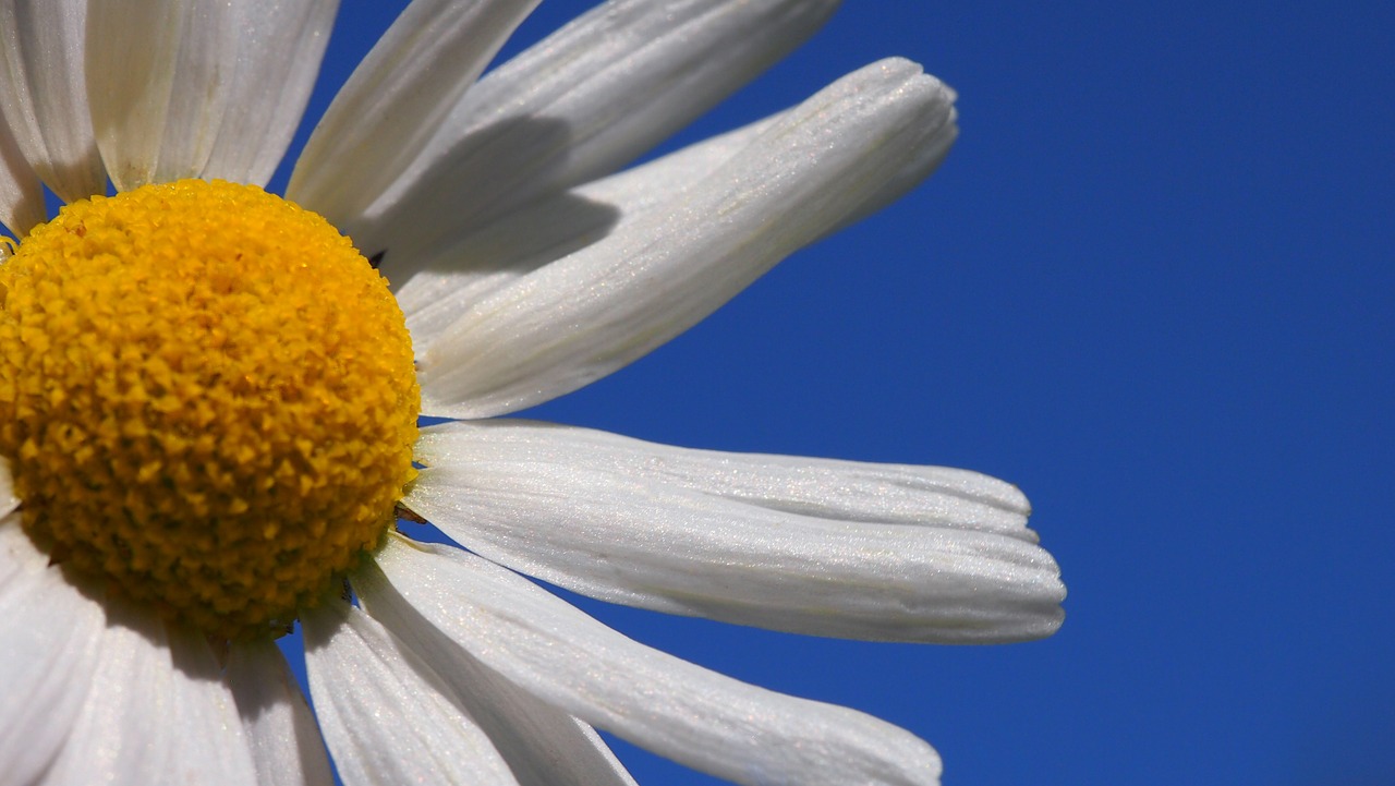 daisy flower meadow plant free photo