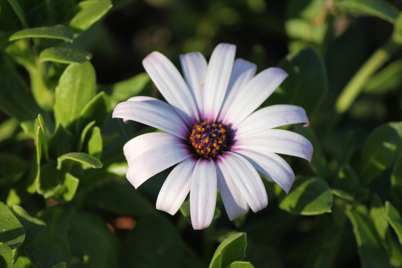 daisy  flower  botanical free photo