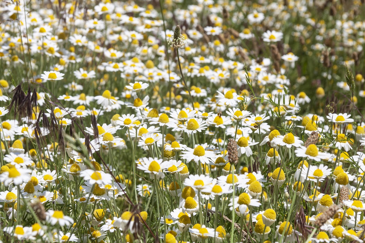 daisy  field  flowers free photo