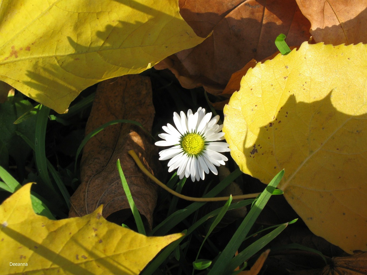 daisy leaf autumn weather free photo